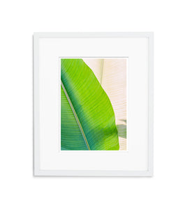 Banana Tree | No. 9