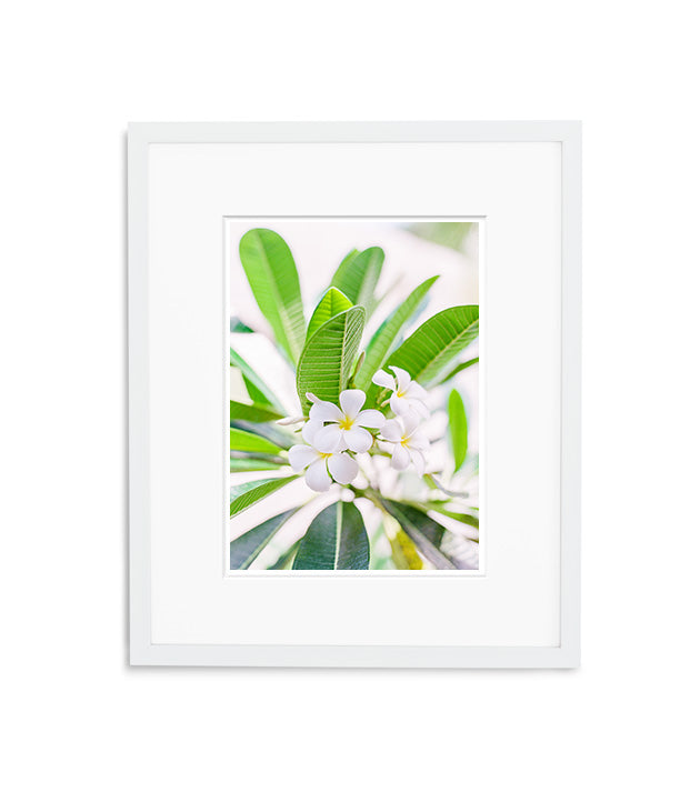 Frangipani Bali | No. 5