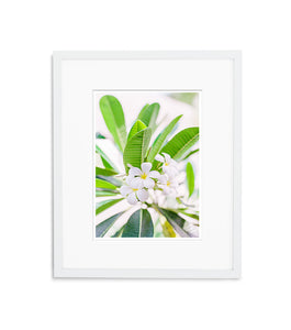 Frangipani Bali | No. 5
