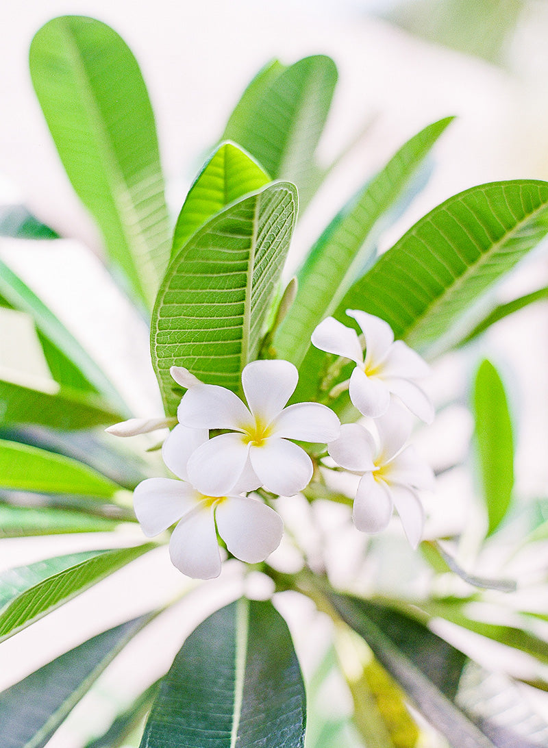 Frangipani Bali | No. 5