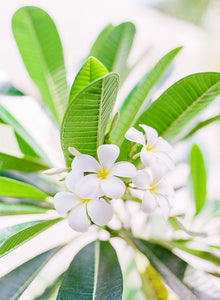 Frangipani Bali | No. 5