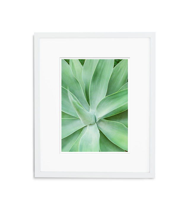 Pearl of Agave | No. 5