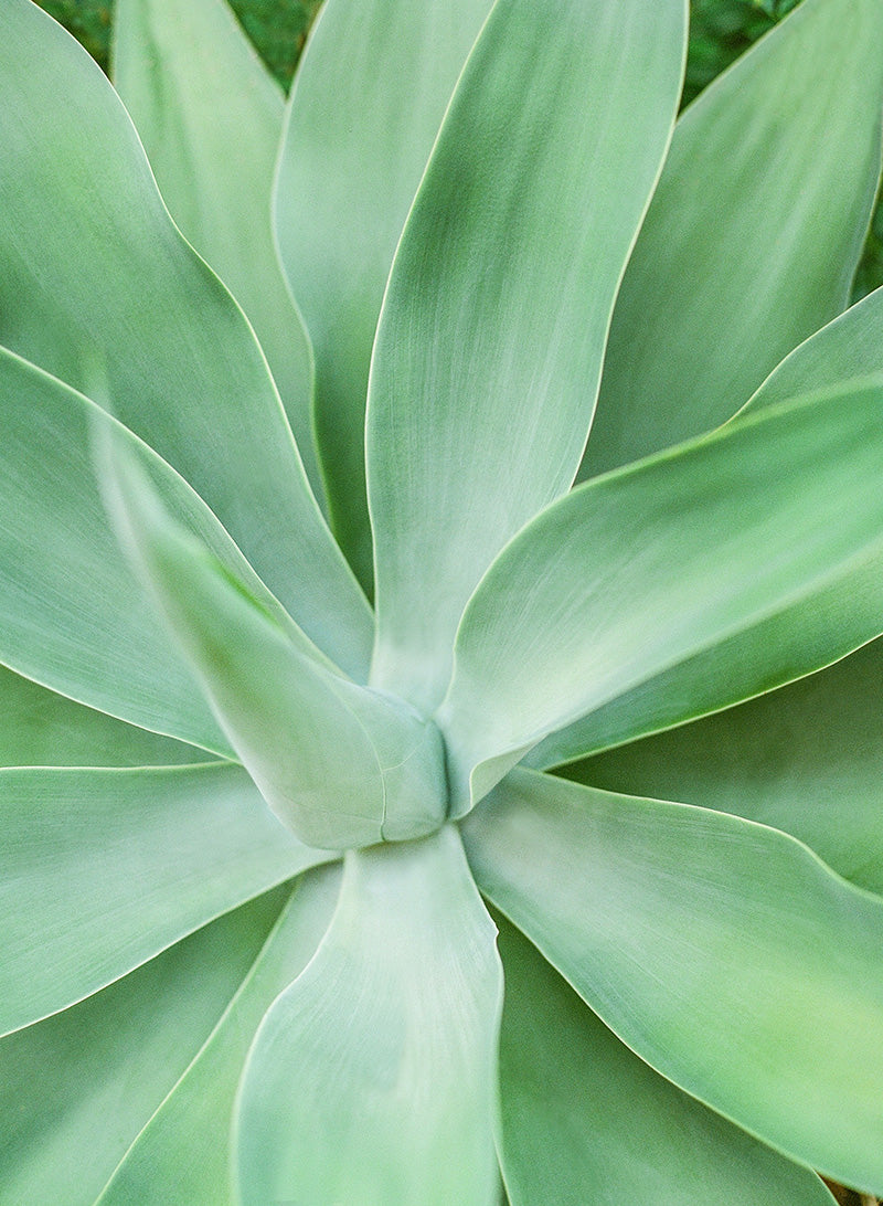 Pearl of Agave | No. 5
