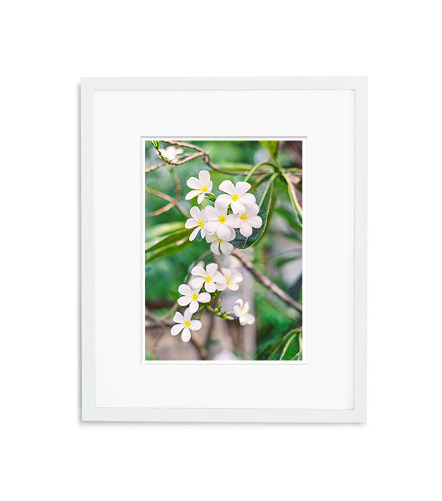 Blooming Frangipani | No. 1