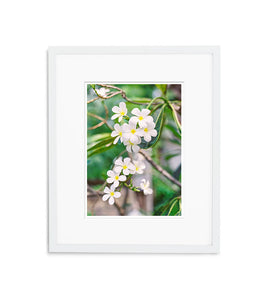 Blooming Frangipani | No. 1