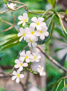 frangipani, white flowers, tropical flowers, hawaiian flowers