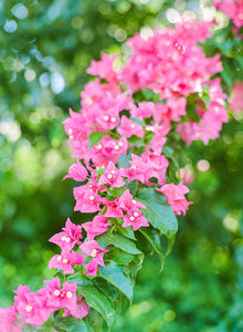 Bougainvillea Waterfalls | No. 12