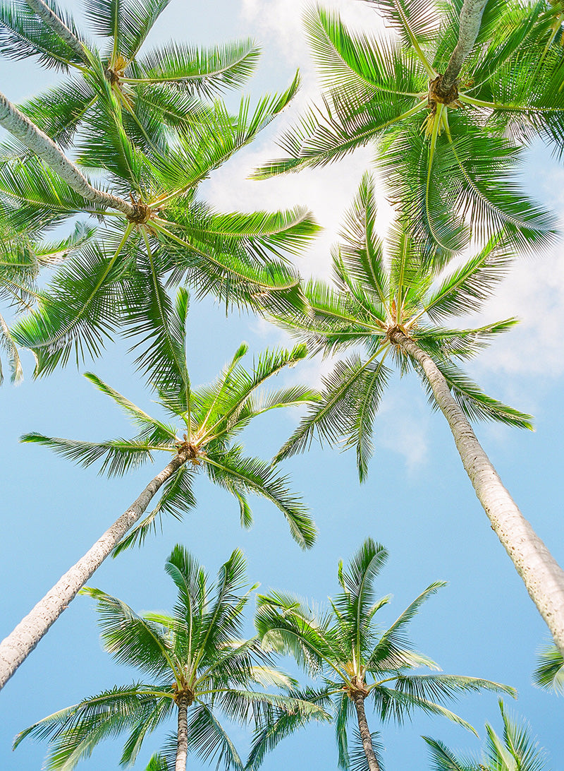 Hawaiian Stars | No. 3