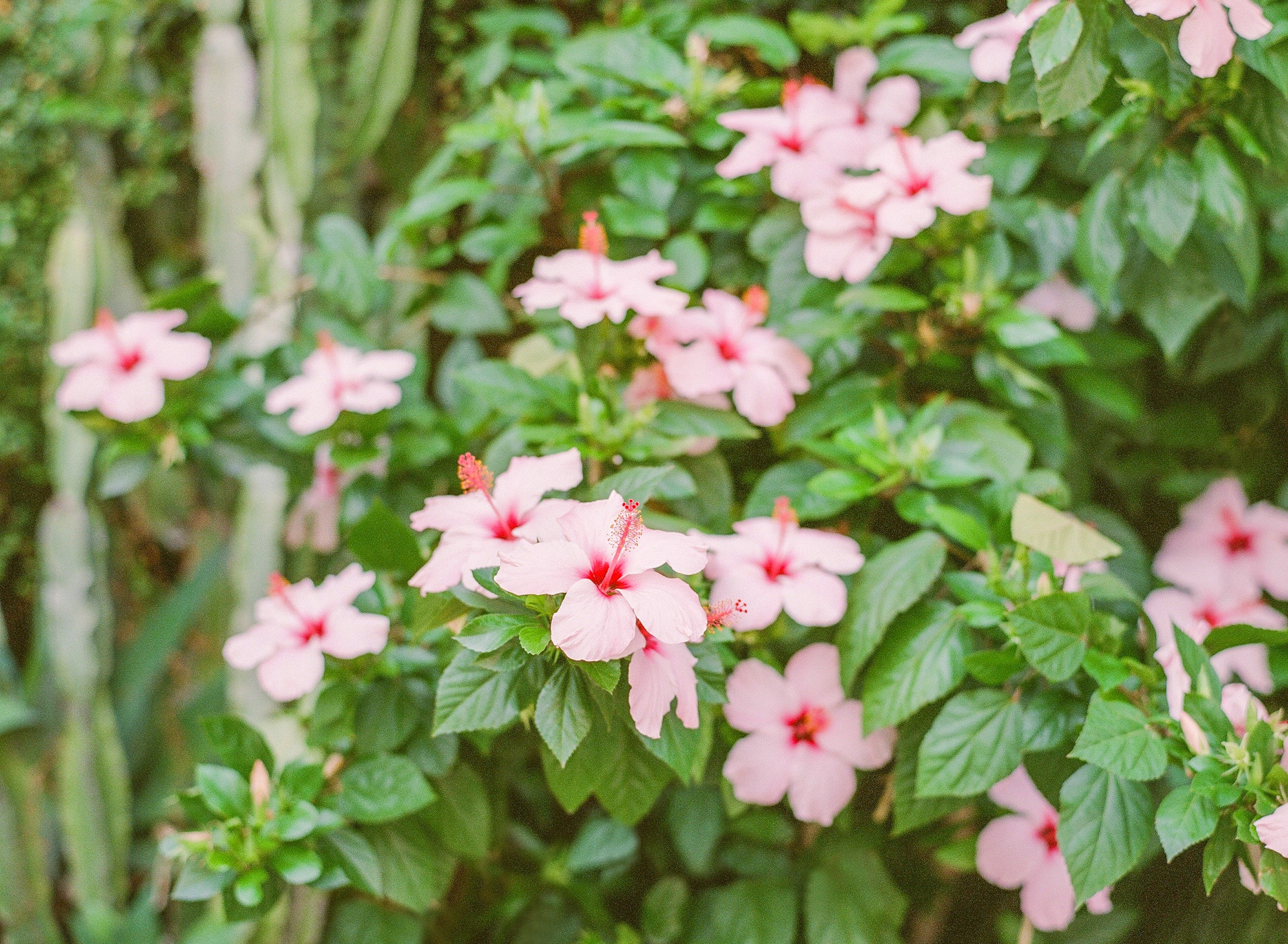 Hibiscus Blooming | No. 14