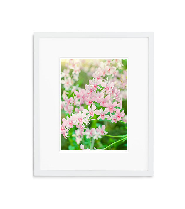 Orchid Pink Butterflies | No. 7