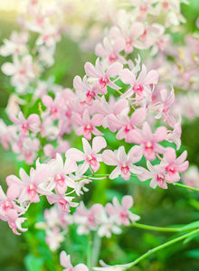 Orchid Pink Butterflies | No. 7