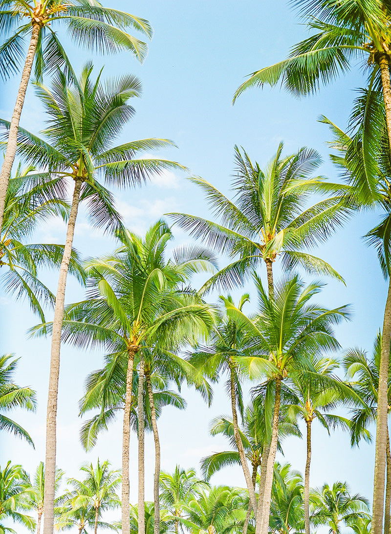 Tropical Garden | No. 9
