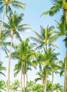 Tropical Garden | No. 9