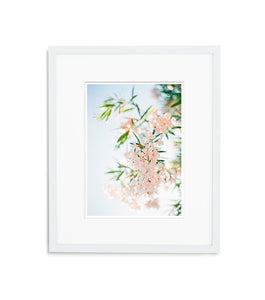 Delicate Rose Oleander | No. 3