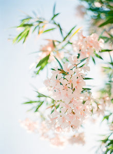 Delicate Rose Oleander | No. 3