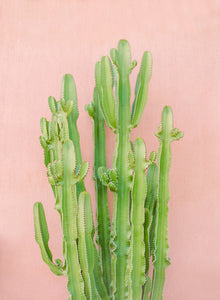 Secret Cactus Garden | No. 2