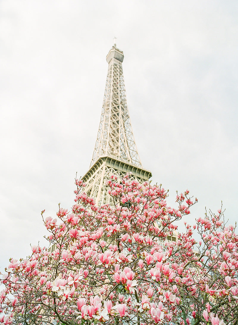 Haute Couture Pink Magnolia | No. 1