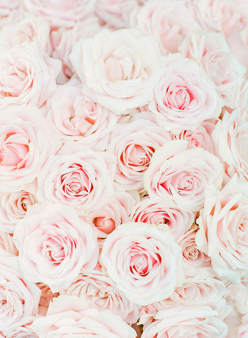 Love and Roses | No. 2