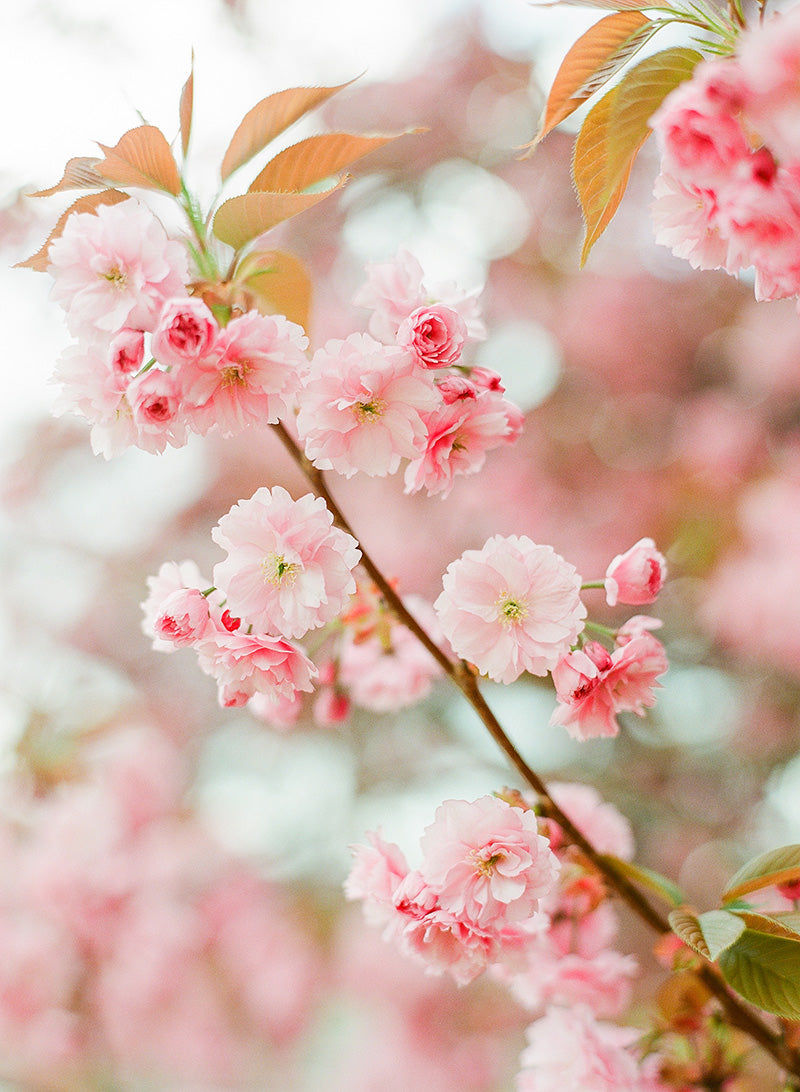 Oh Mon Cherry | No. 6