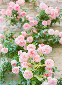 Dancing Roses | No. 2