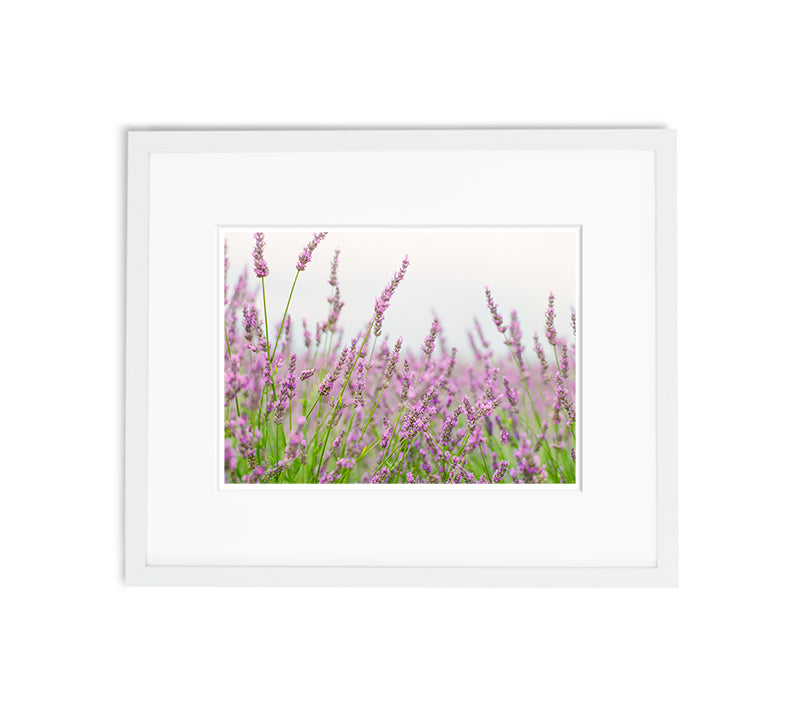 Essence Of Provence | No. 20