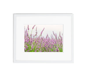 Essence Of Provence | No. 20