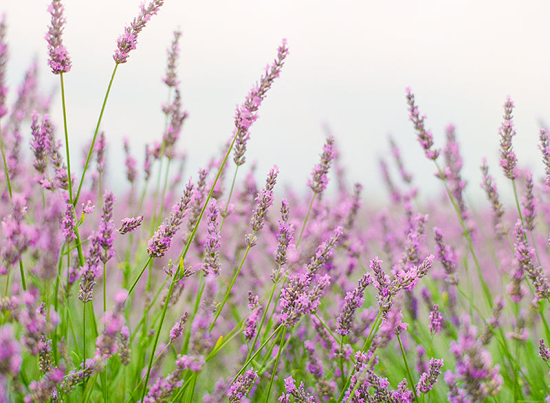 Essence Of Provence | No. 20