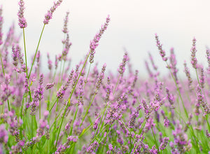 Essence Of Provence | No. 20