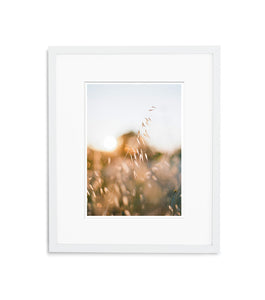 Golden Field | No. 3