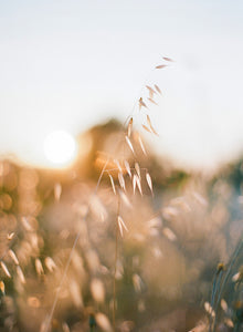 Golden Field | No. 3