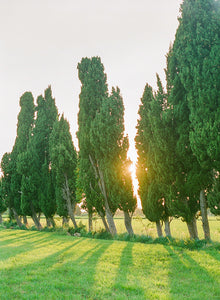 Last Rays Of Sun | No. 5