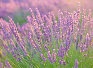 Lavender Bath | No. 6
