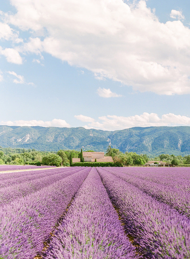 Lavender Bliss | No. 7