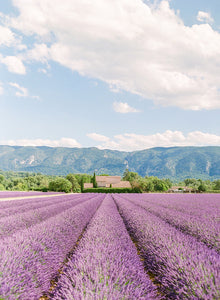 Lavender Bliss | No. 7