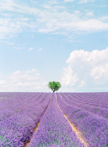 Purple Island | No. 11