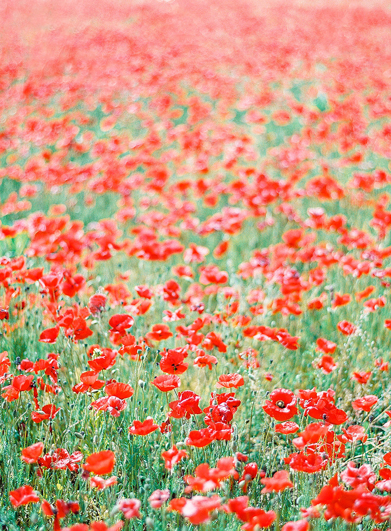 Red Poppies Dance | No. 12