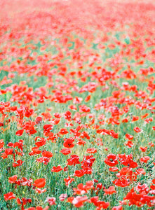 Red Poppies Dance | No. 12