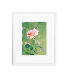 Rose Daydreams | No. 14