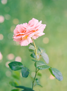 Rose Daydreams | No. 14