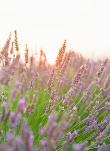 Sunset in Valensole | No. 21