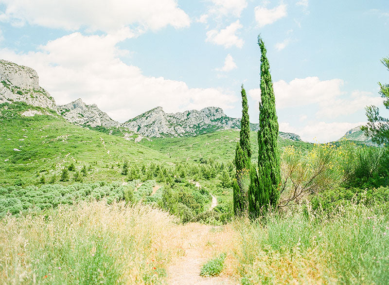 The Provence's Artist | No. 16