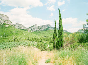 The Provence's Artist | No. 16
