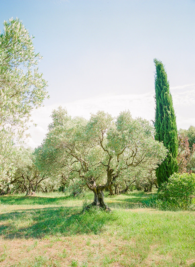 Tree Of Life | No. 17