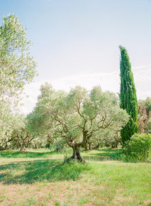 Tree Of Life | No. 17