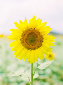 Sunny Earth | No. 4