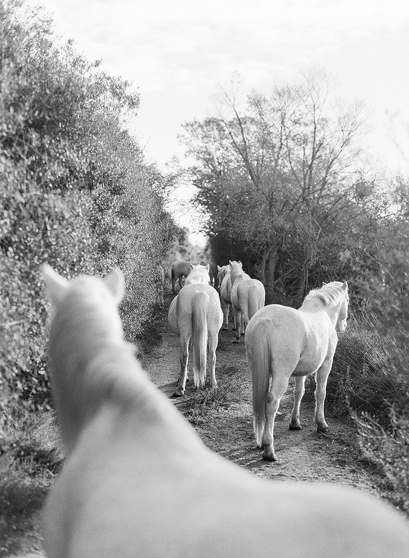 Horseback Explorers | No. 3