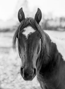 King's Black Horse | No. 4